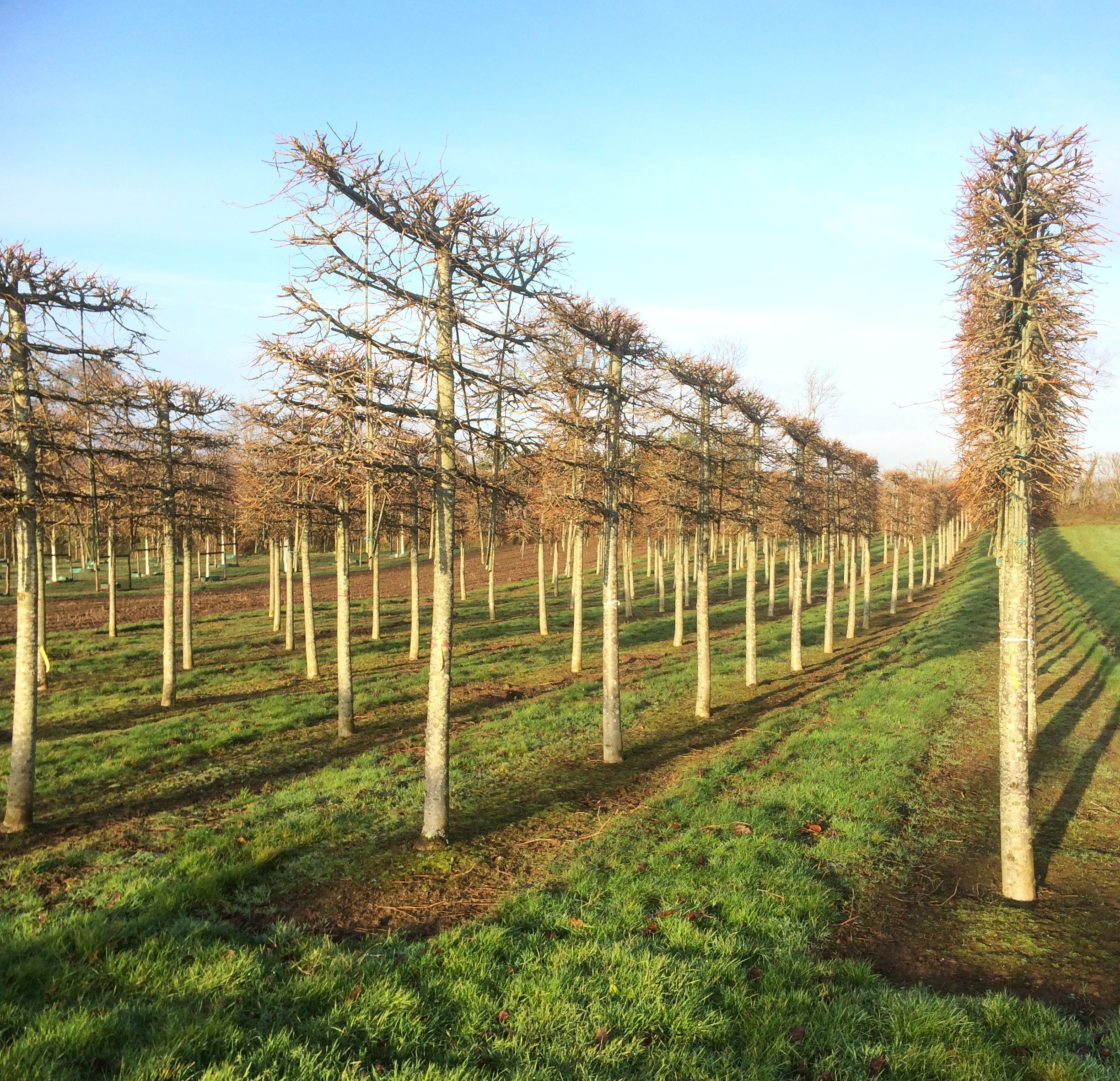 Tilia euchlora pleached trees in winter growing in rows in field