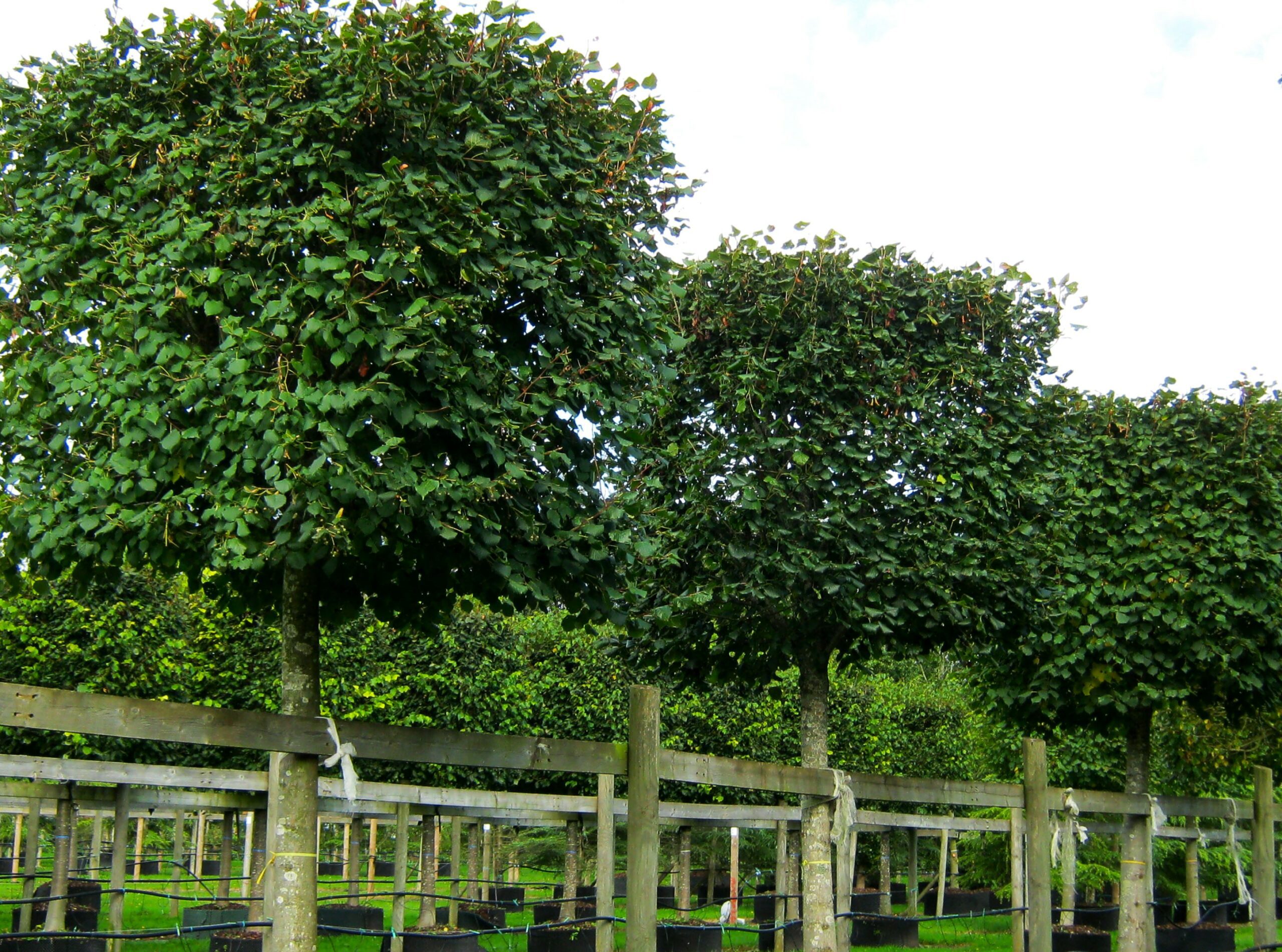 Tilia plattyphllos cube head shaped trees growing in rows in containers