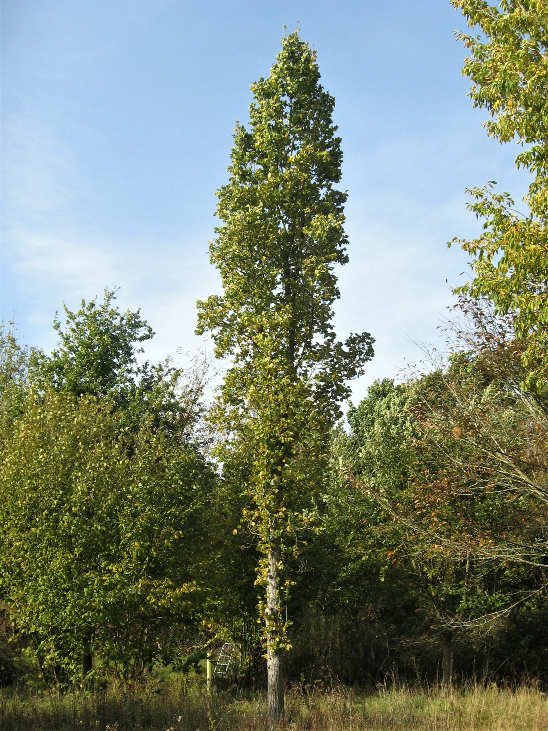 Ulmus columella Elm tree growing in field
