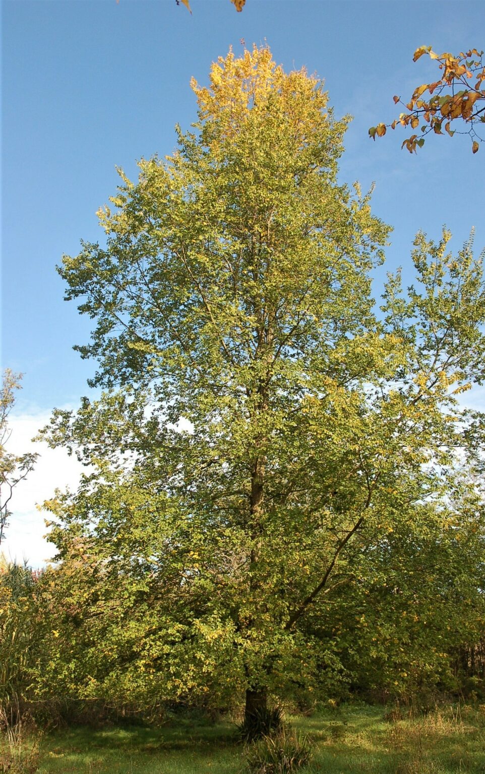 Ulmus 'Fiorente' Tree | Hillier Trees