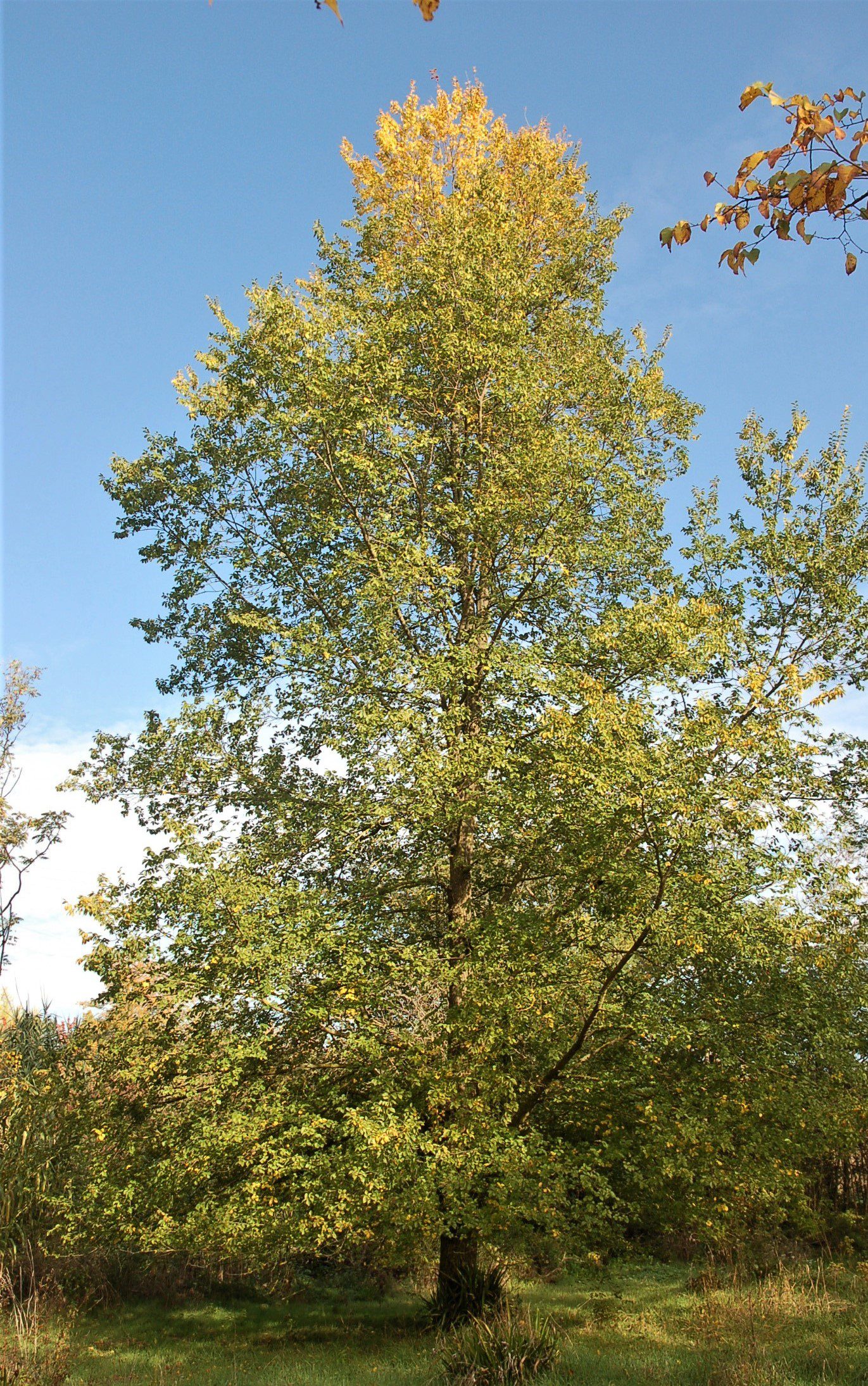 Ulmus fiorente mature elm tree growing in field
