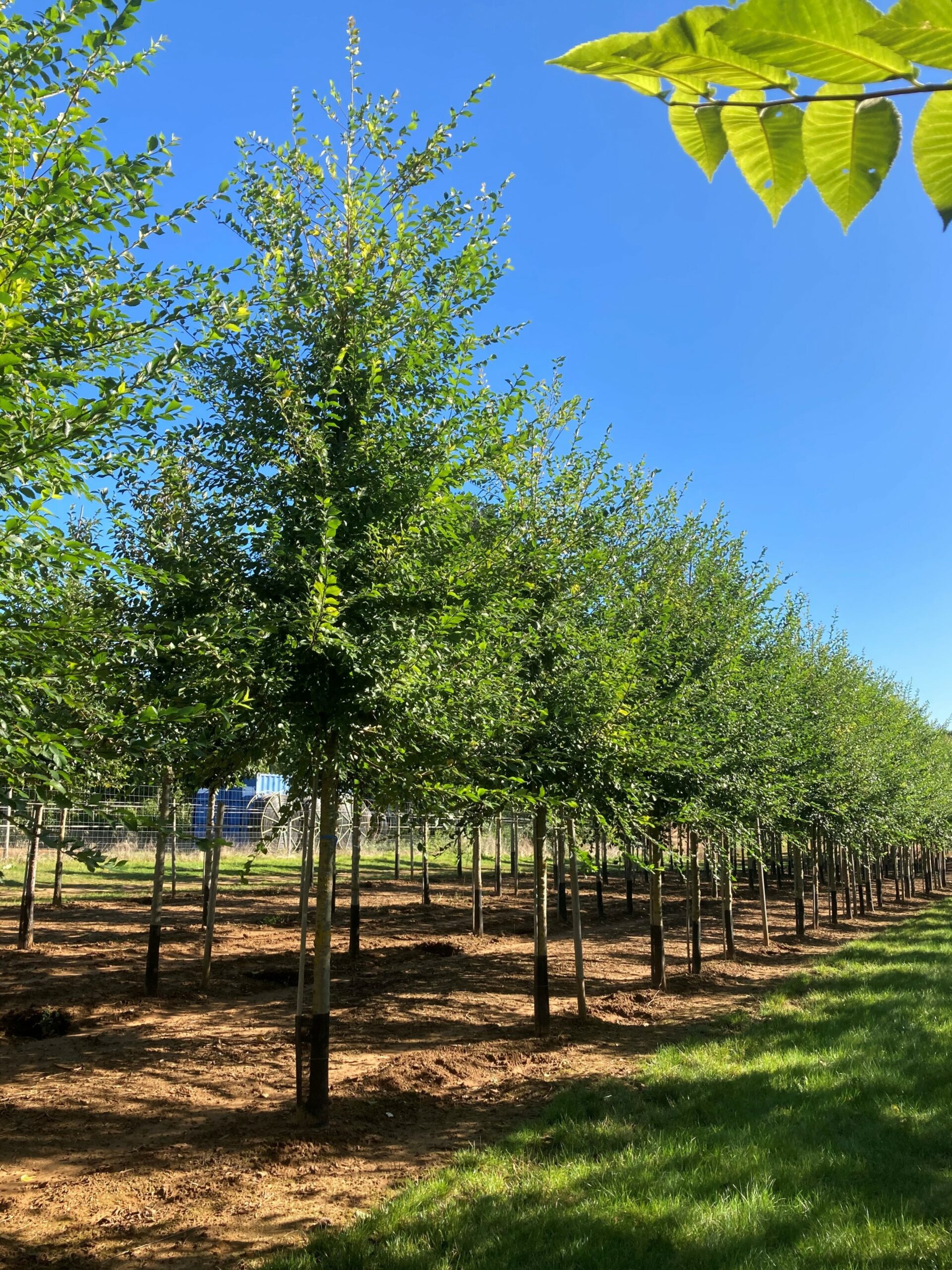 Ulmus fiorente semi mature elm trees growing in rows in field