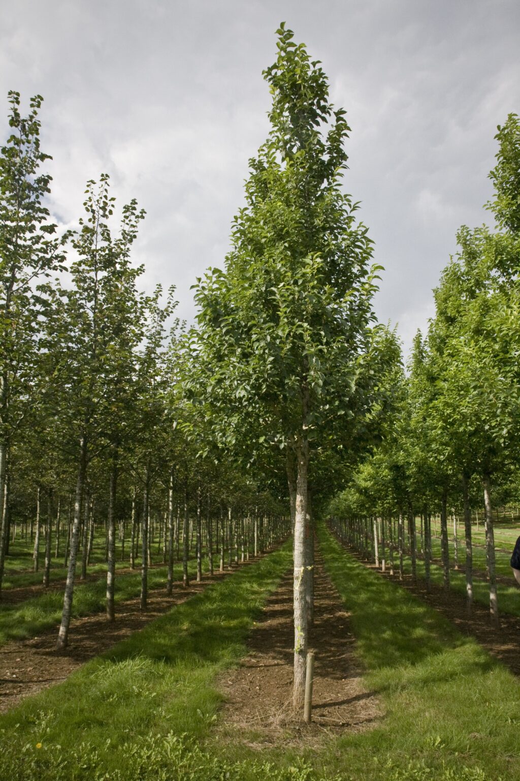 Ulmus ‘New Horizon’ Tree | Hillier Trees