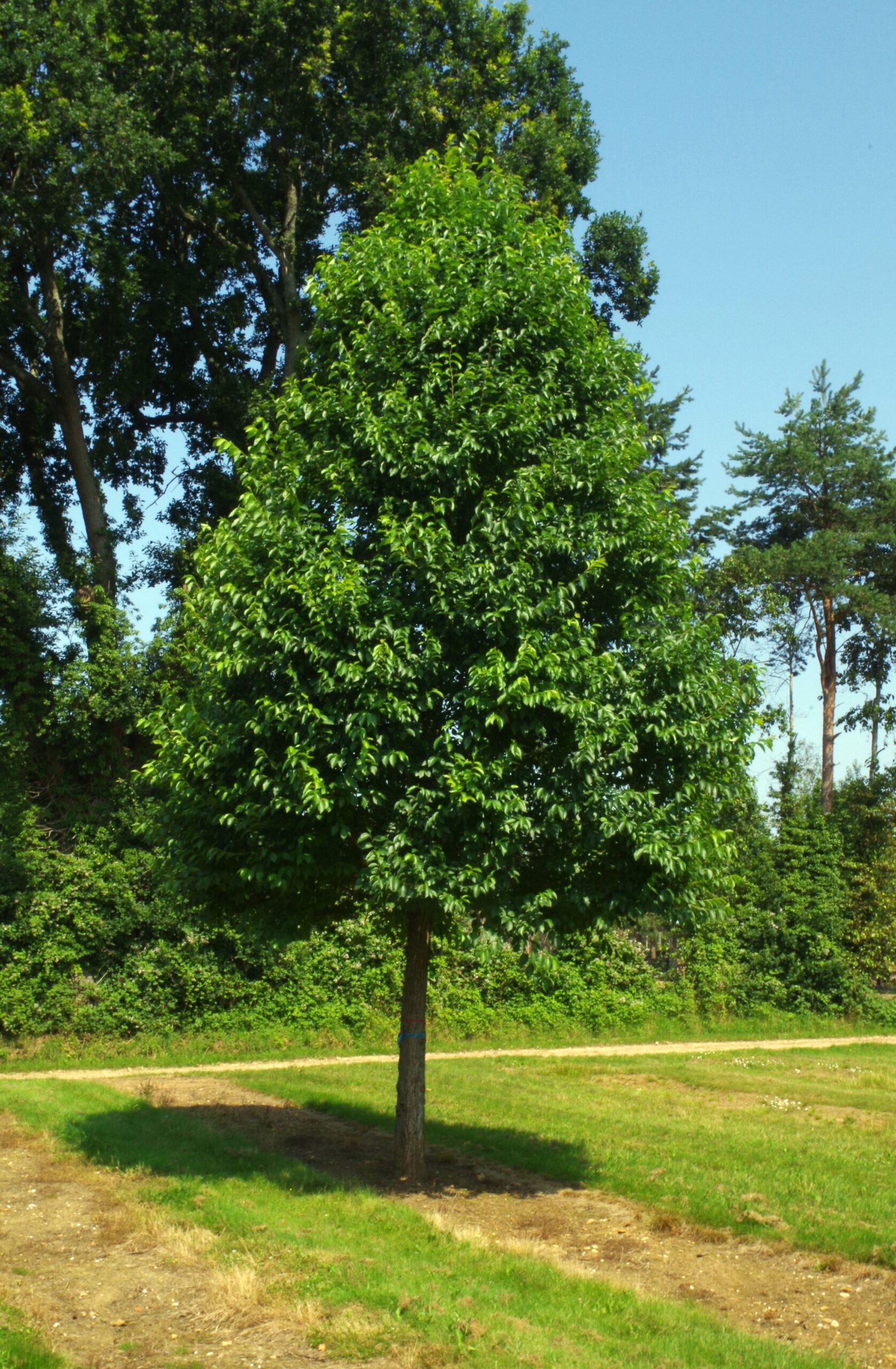 Ulmus rebona elm tree in field