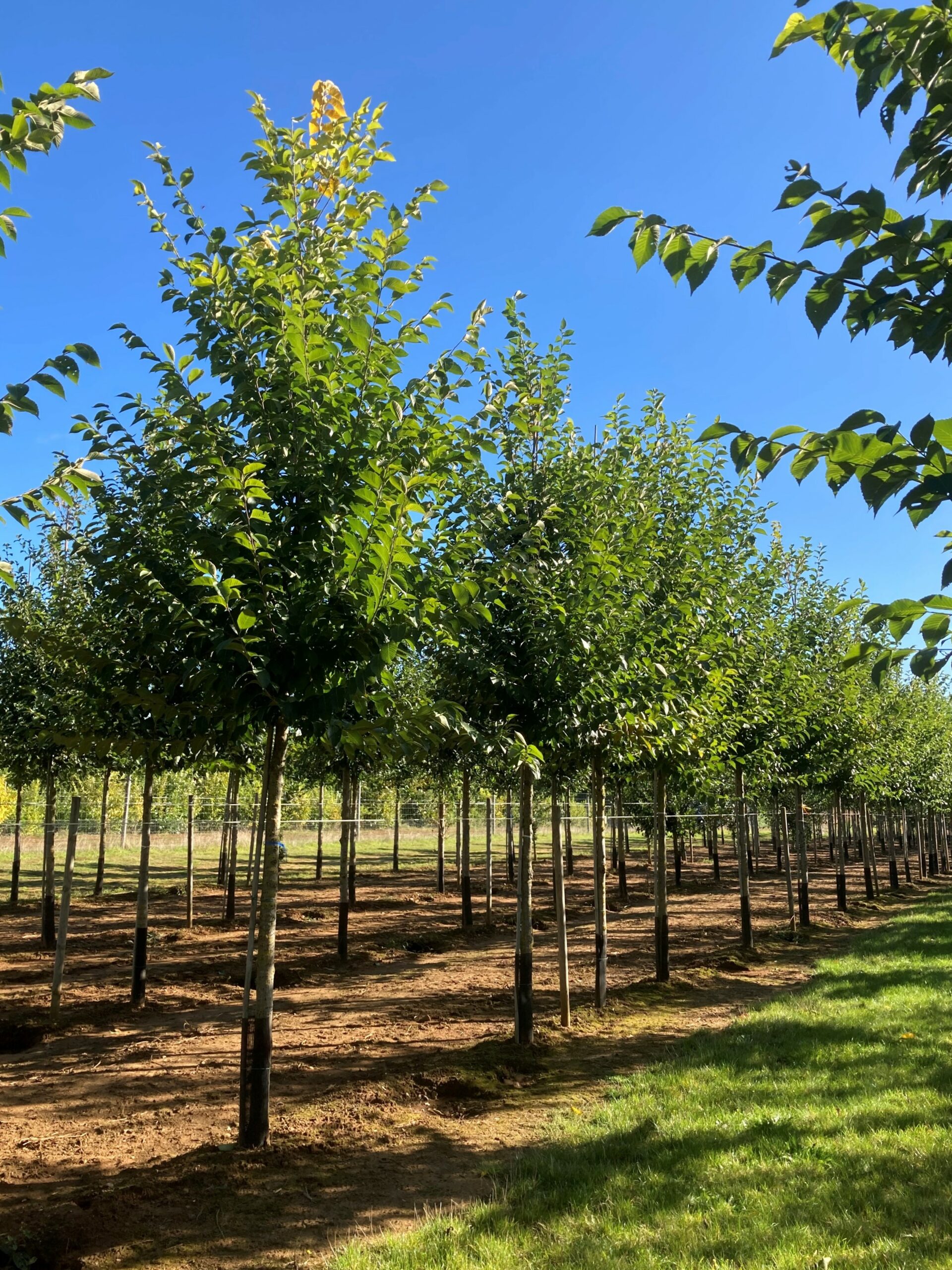 Ulmus rebona elm trees growing in rows in field