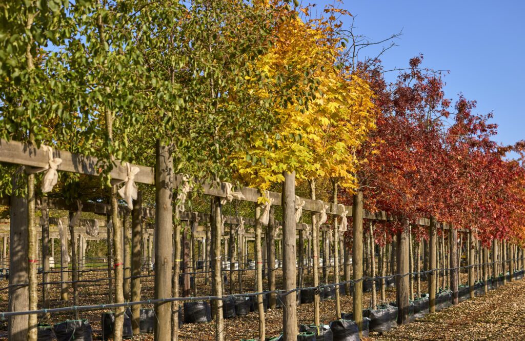 Broadmead Hillier Tree Nursery Container Trees Autumn Colours