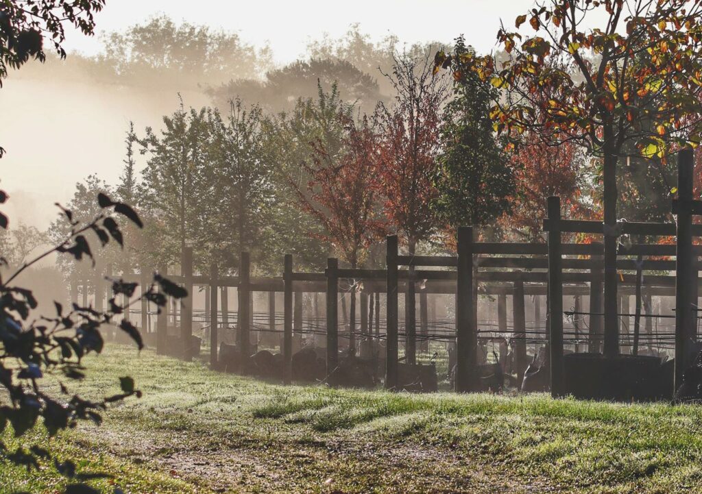 Broadmead Hillier Tree Nursery Container Trees