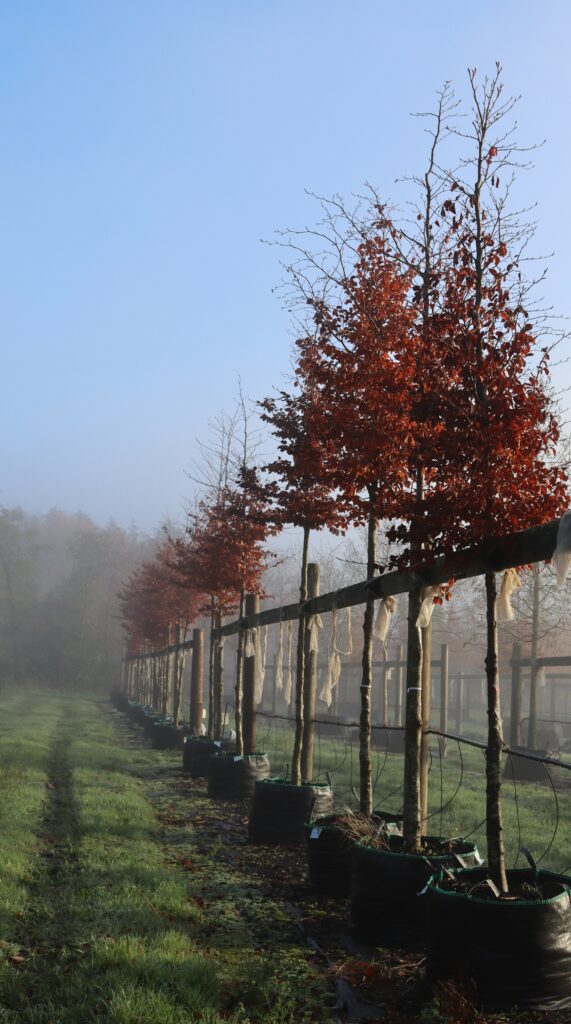 Broadmead Hillier Tree Nursery Container Trees on an Autumn Morning