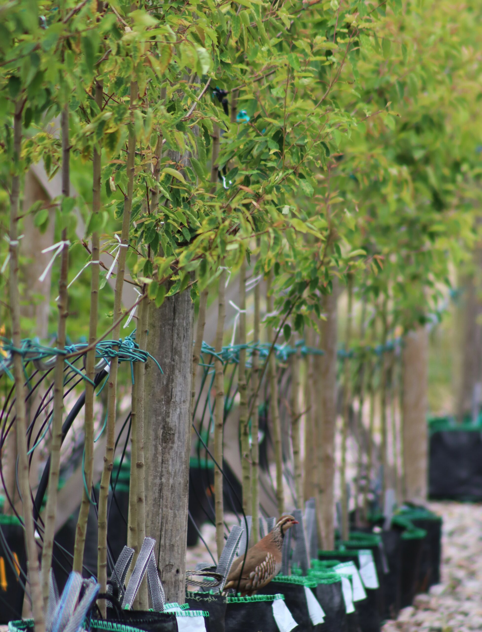 Broadmead Hillier Tree Nursery Container Trees Growing in Row