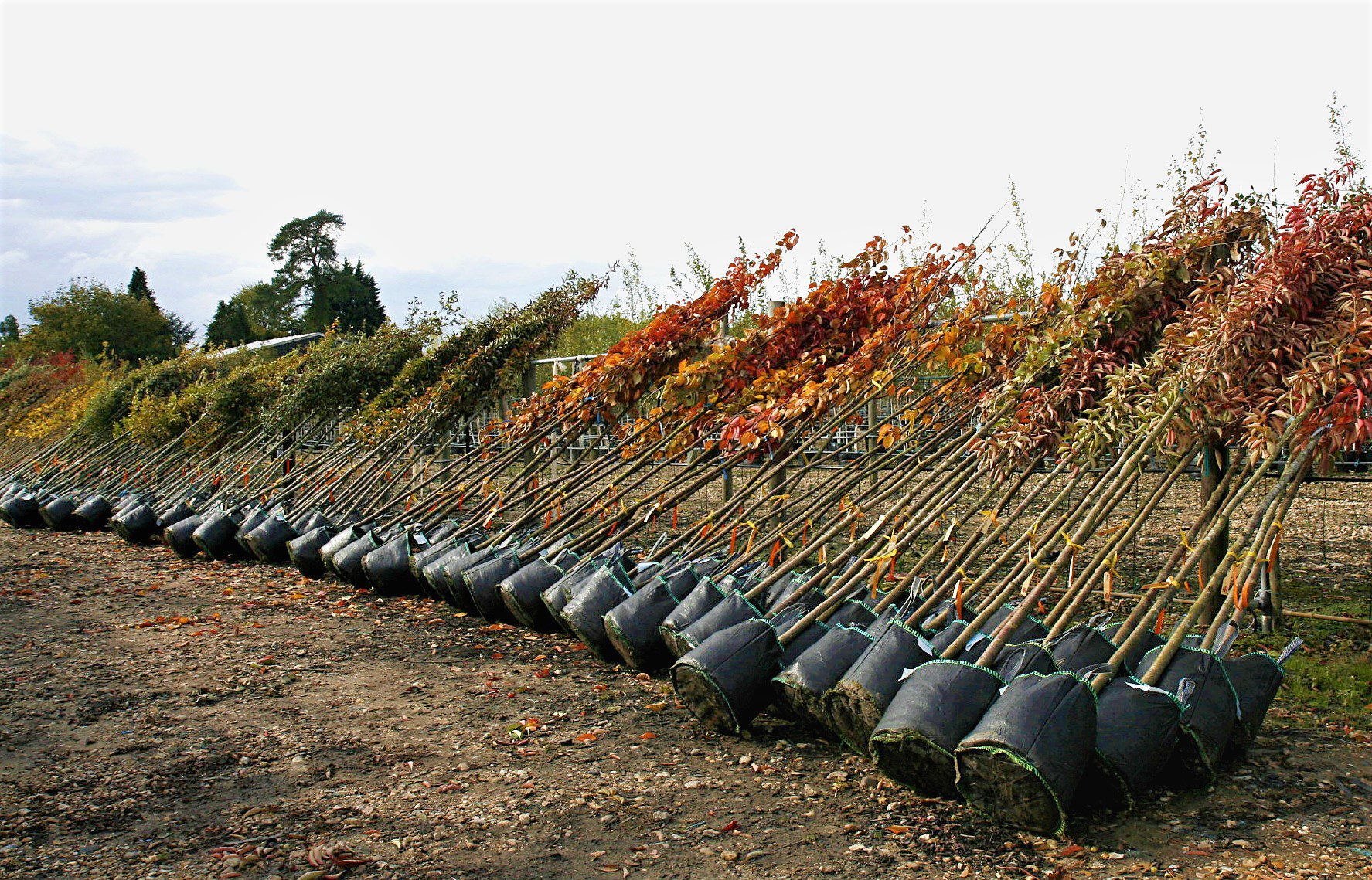 Container trees on nursery lined up in row awaiting delivery