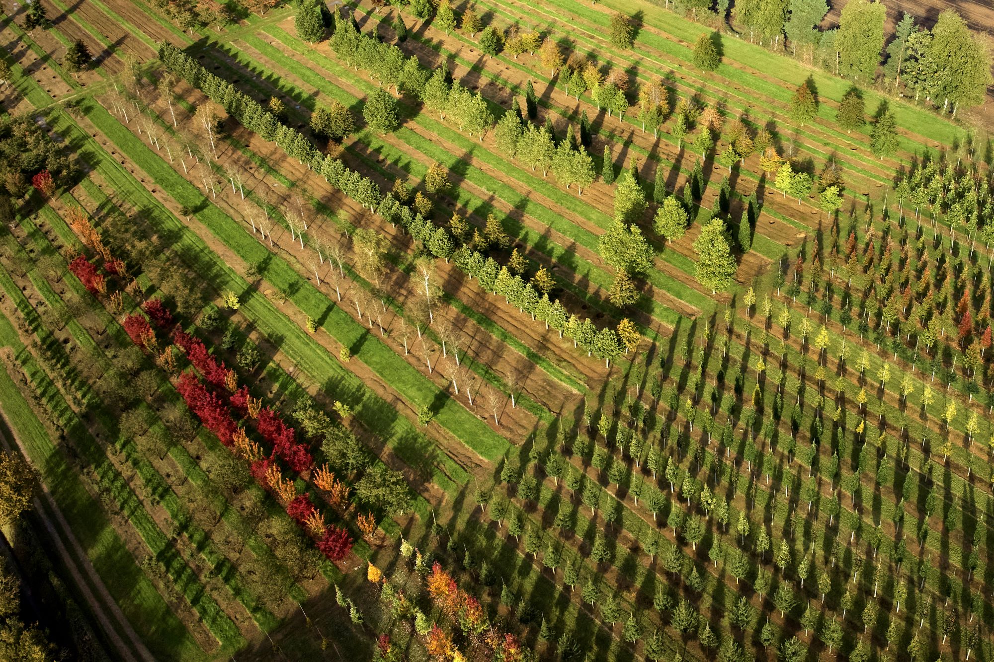 Variety of trees from aerial view at andlers ash Hillier nursery