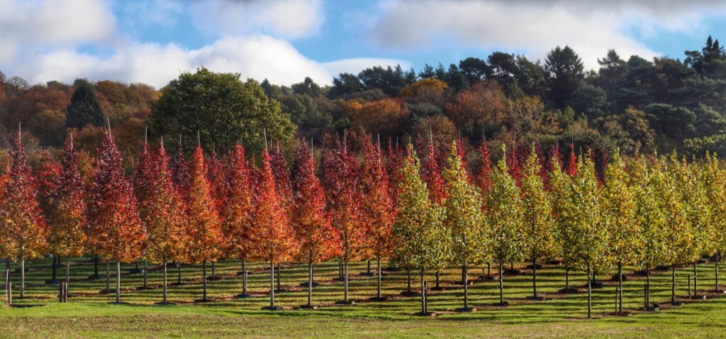 Andlers Ash Hillier Tree Nursery in Autumn