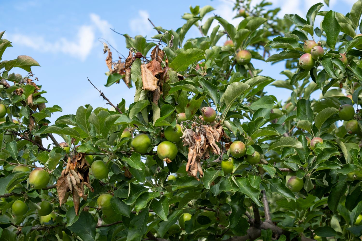 Apple tree infected with Fireblight