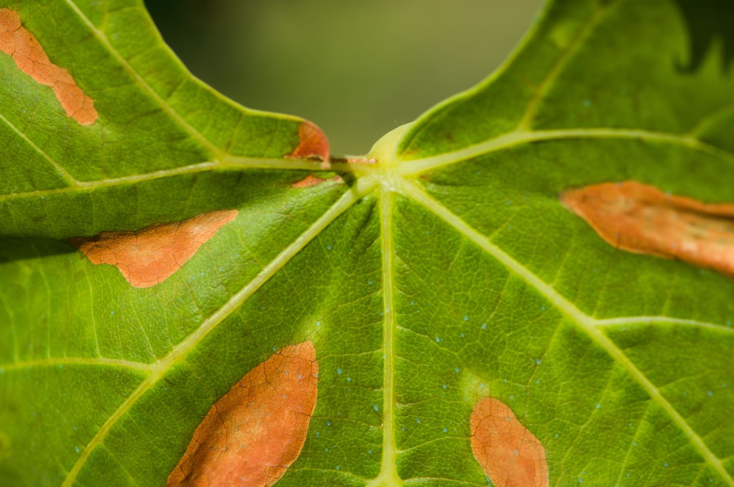 leaves infected with Xylella disease