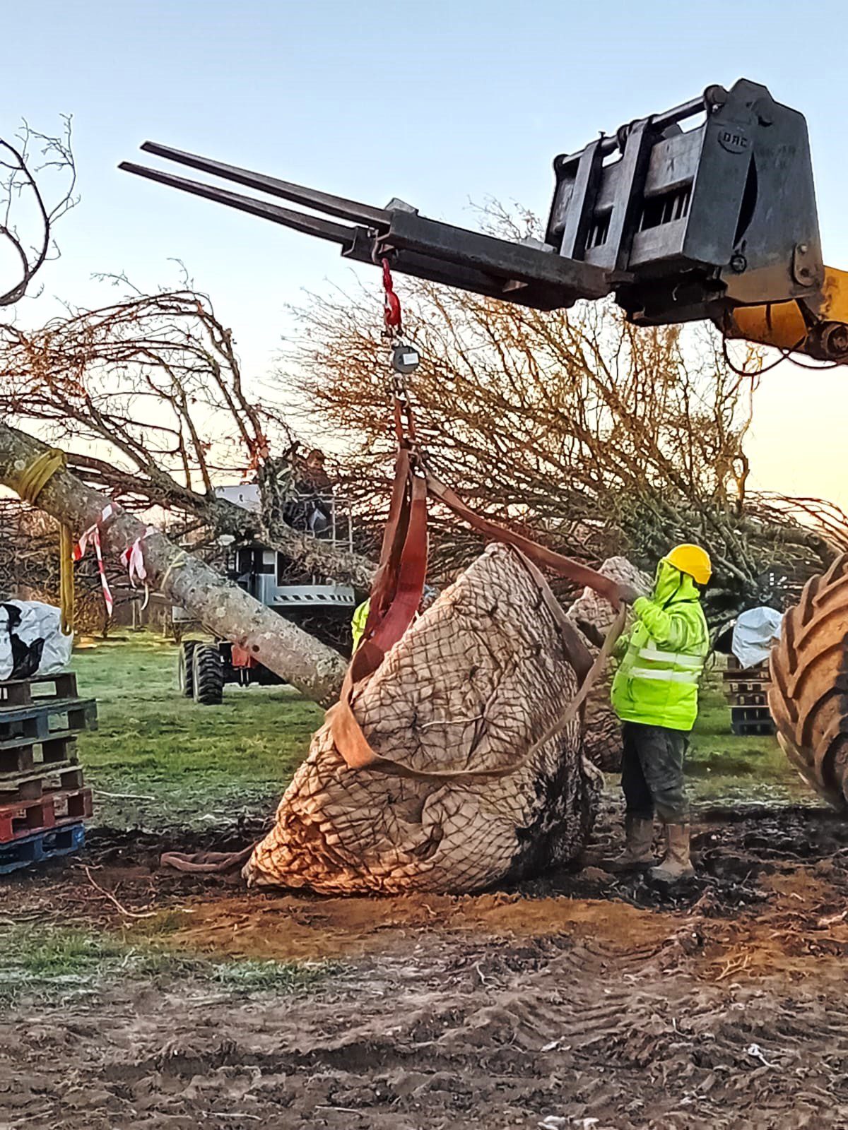 Strop being placed around the rootball of a semi mature tree