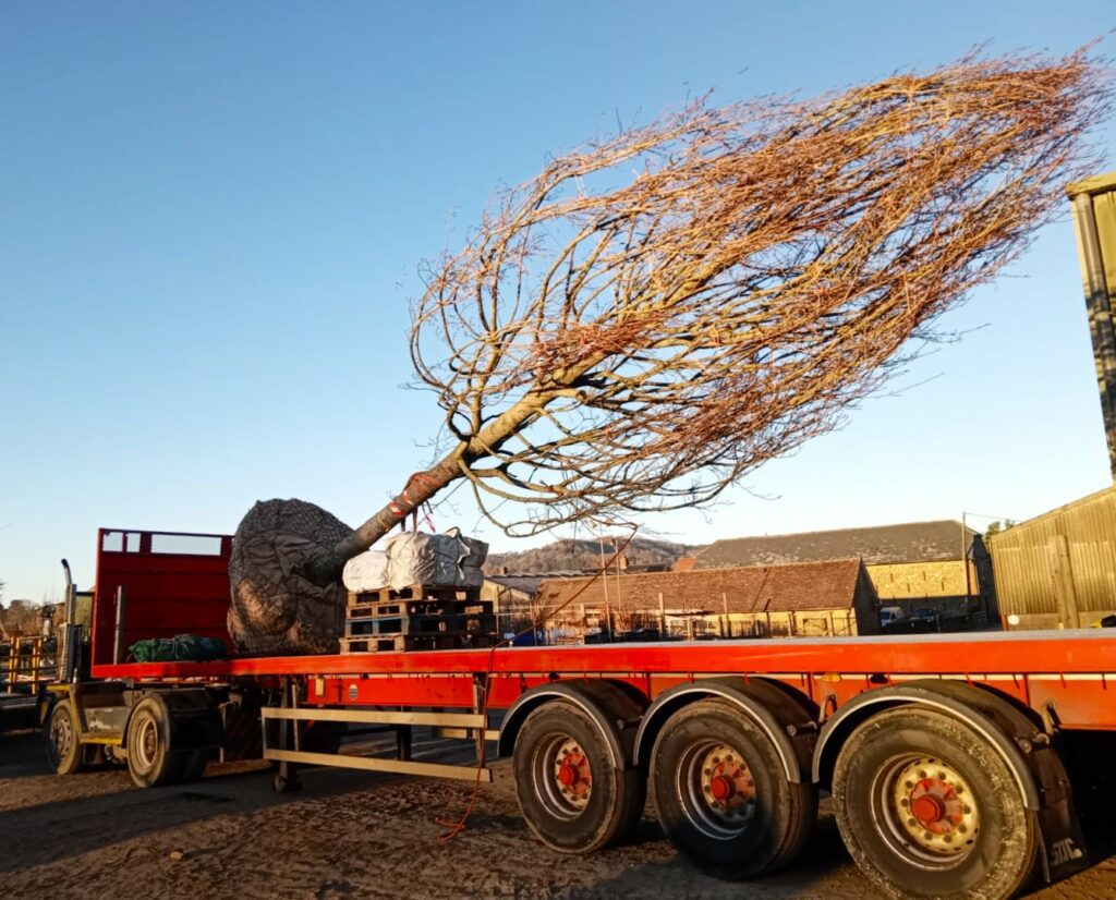 Mature tree on a lorry ready for delivery to customer