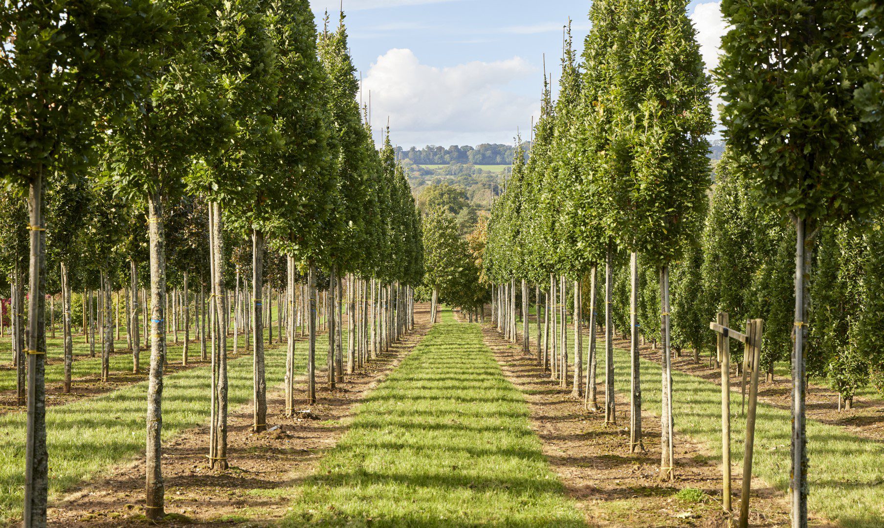 a view down the row of a tree planting nurseries with the sun out