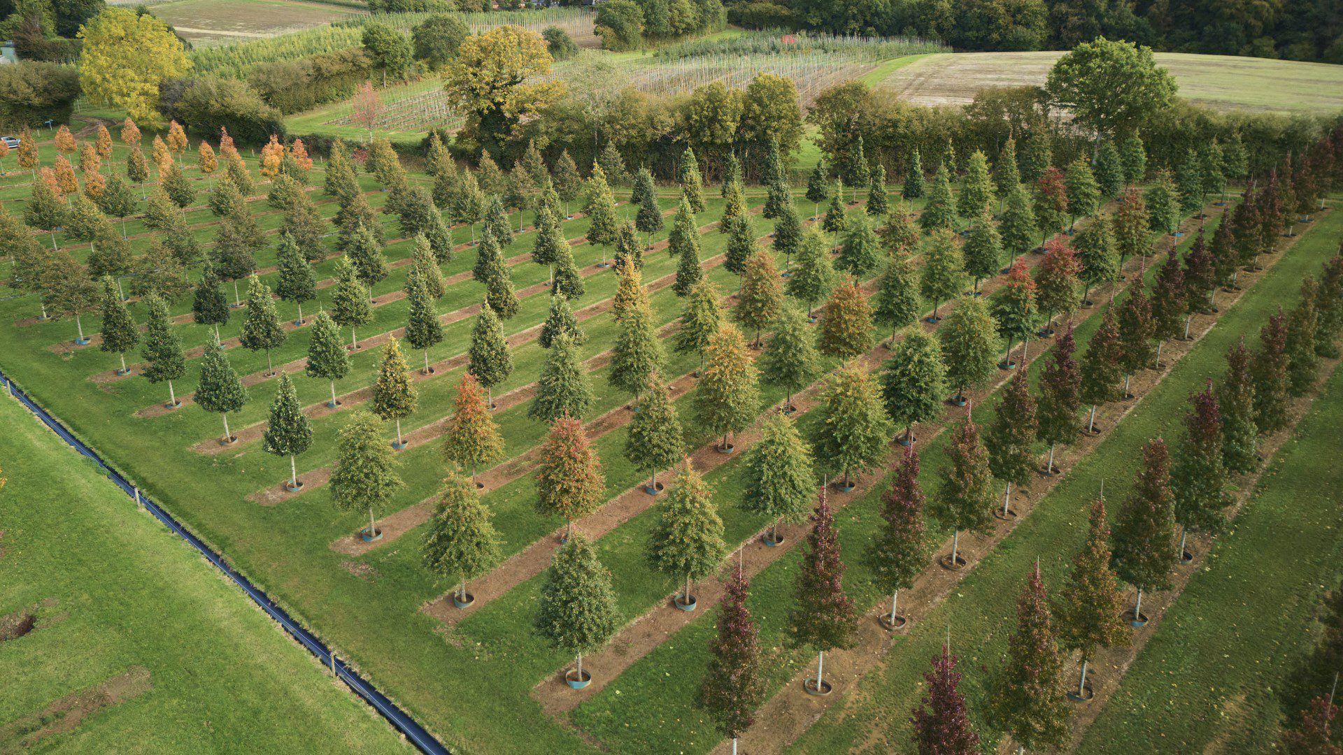 drone view of a tree planting nursery in autumn