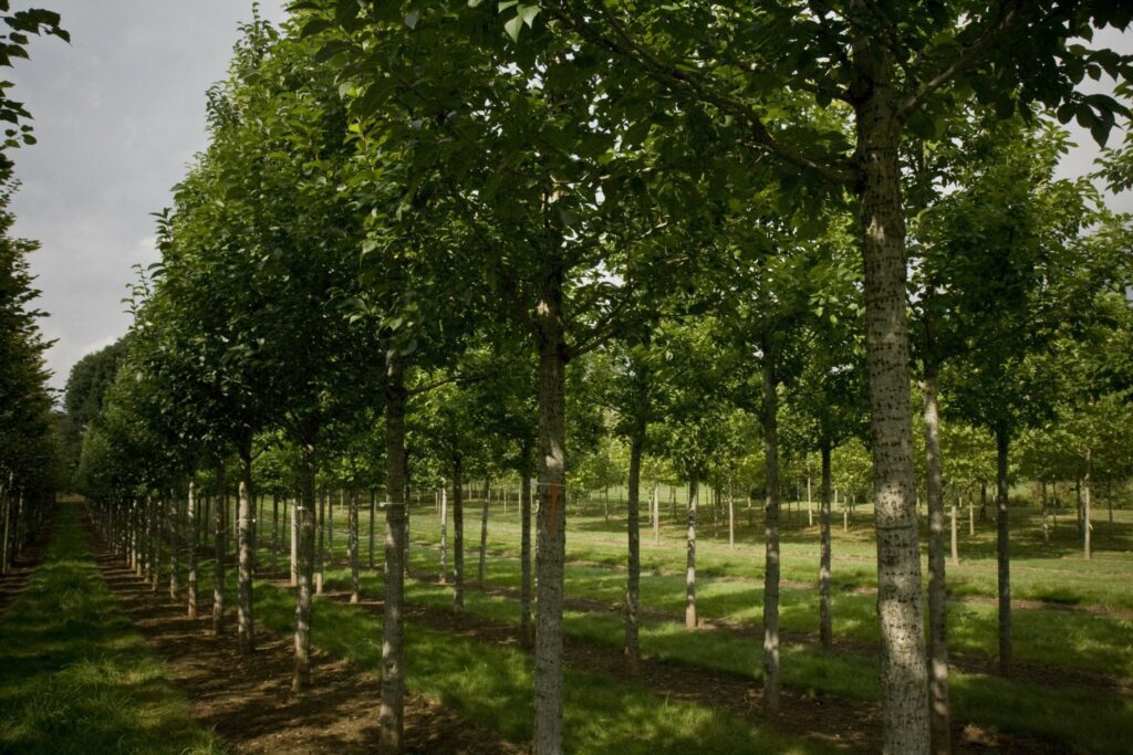 Ulmus New Horizon elm trees growing in rows in field