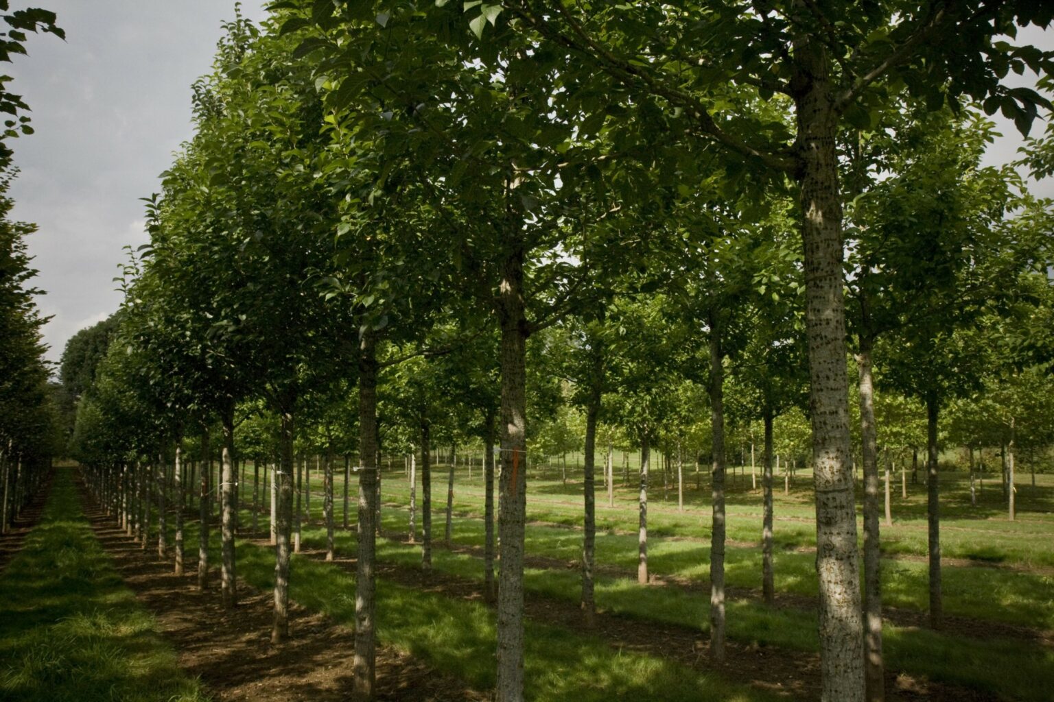 Choosing the Right Trees for Wet Soil