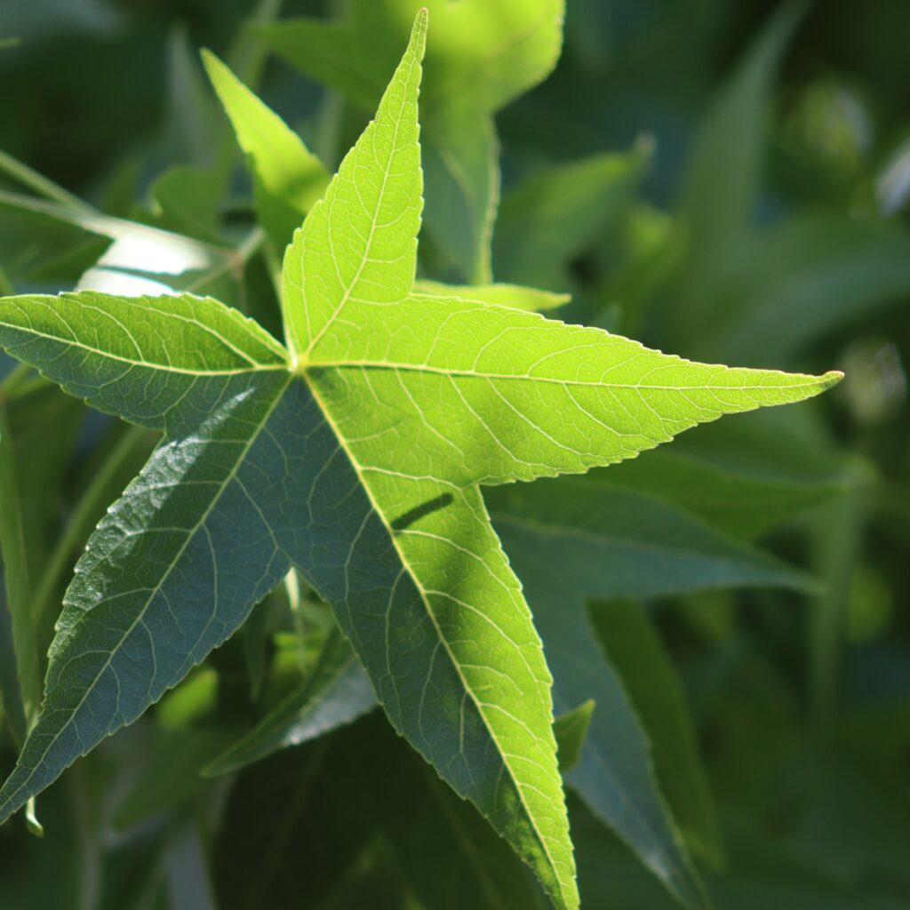 close up of a liquidambar styraciflua leaf