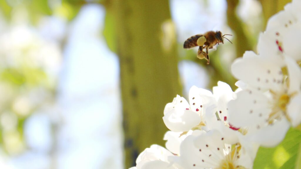 bee with pollen on its legs flying near pyrus blossom