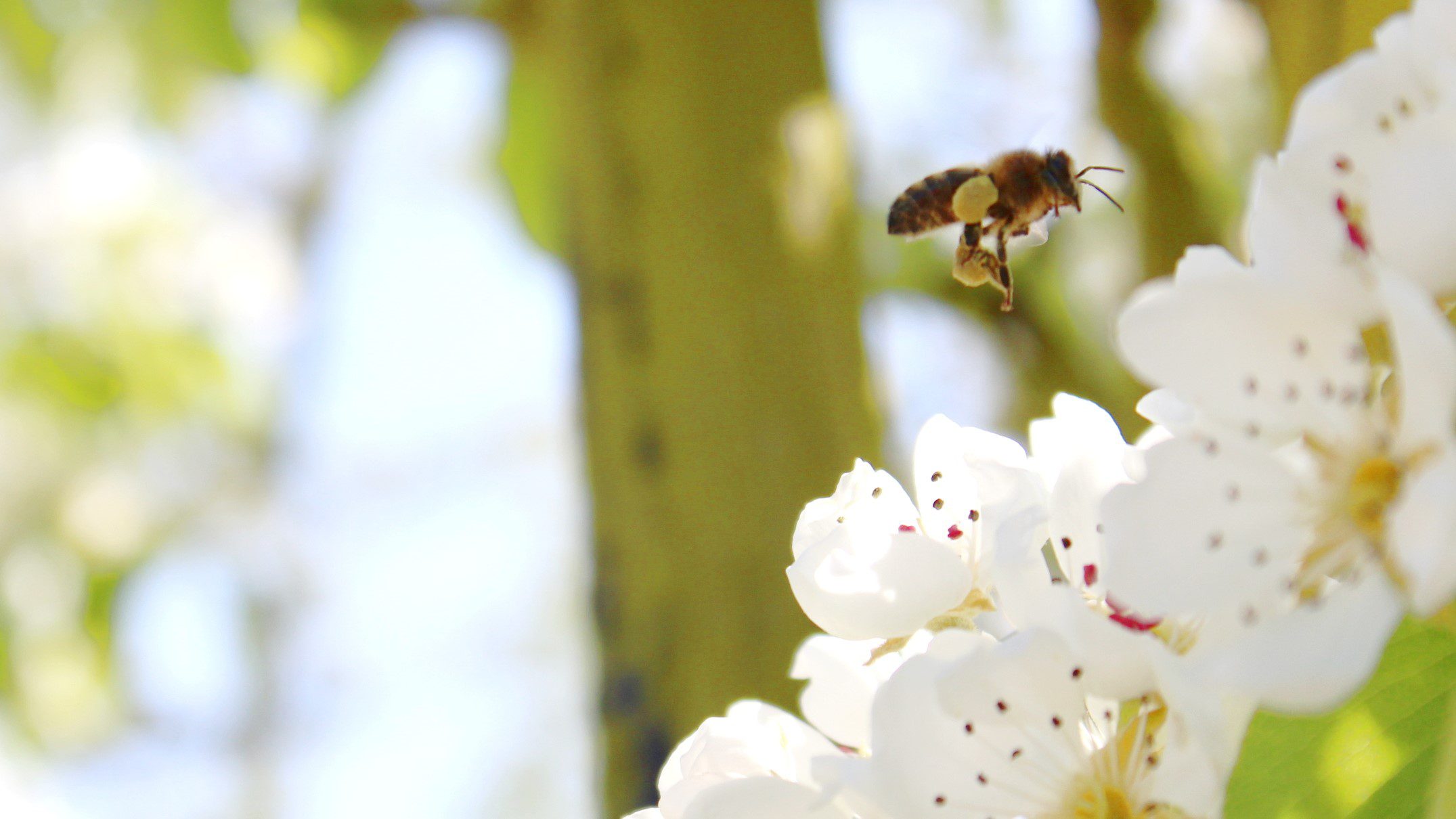 Best Trees to Plant for Wildlife in the UK