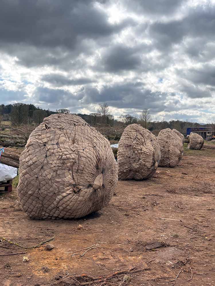 Metasequoia Rehoming to Private Estates